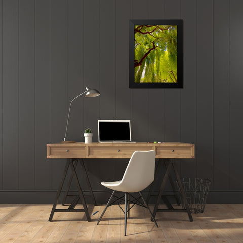 Big Shade II Black Modern Wood Framed Art Print by Bolokofsky, Ronald