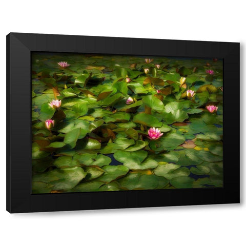 Lily Pads I Black Modern Wood Framed Art Print with Double Matting by Bolokofsky, Ronald