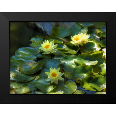 Lily Pads II Black Modern Wood Framed Art Print by Bolokofsky, Ronald