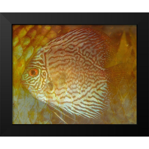 Discus II Black Modern Wood Framed Art Print by Bartola