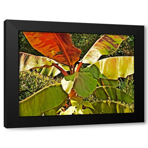 Banana Tree Black Modern Wood Framed Art Print with Double Matting by Simons