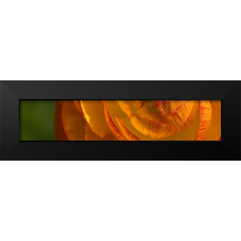 Flower Slice Orange II Black Modern Wood Framed Art Print by Simons