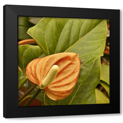 Tropical Sunshine II Black Modern Wood Framed Art Print with Double Matting by Simons