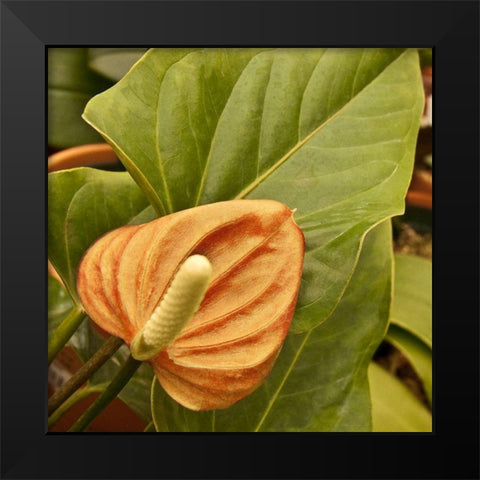 Tropical Sunshine II Black Modern Wood Framed Art Print by Simons