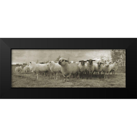 Pasture Graze 2 Black Modern Wood Framed Art Print by Phillip, Jamie