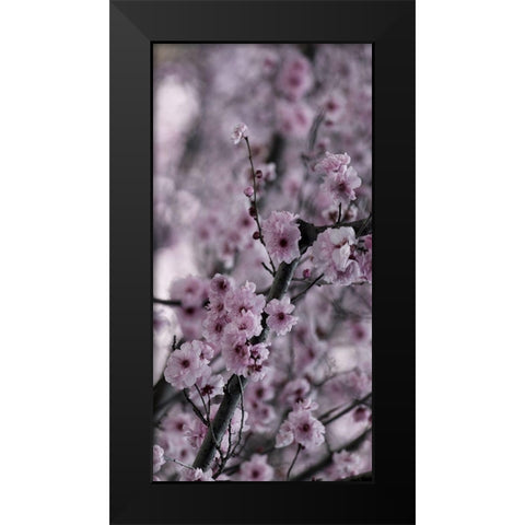 Beautiful Pink 2 Black Modern Wood Framed Art Print by Phillip, Jamie