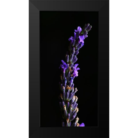 Midnight Lavender Black Modern Wood Framed Art Print by Phillip, Jamie