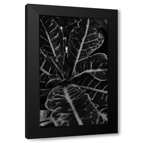 Tropics 2 Black Modern Wood Framed Art Print with Double Matting by Phillip, Jamie