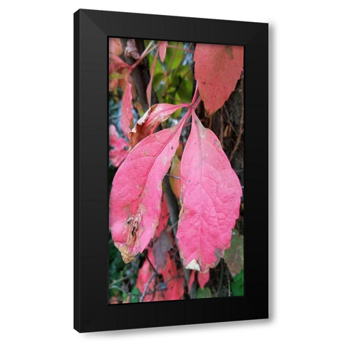 Blending Bloom 2 Black Modern Wood Framed Art Print by Phillip, Jamie