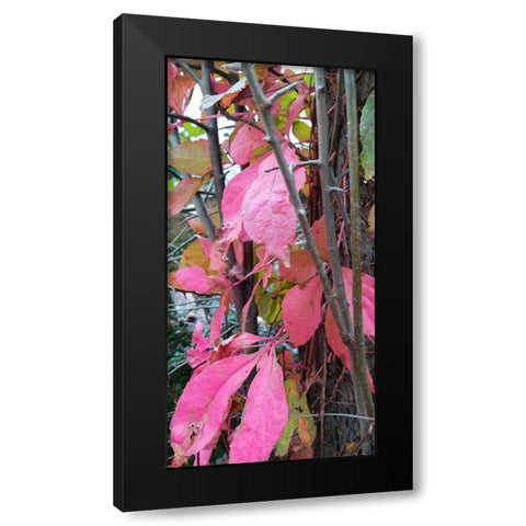 Blending Bloom 3 Black Modern Wood Framed Art Print by Phillip, Jamie