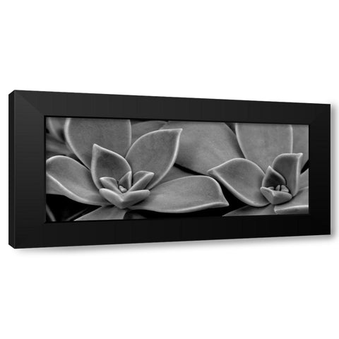 Succulent 1 Black Modern Wood Framed Art Print with Double Matting by Phillip, Jamie
