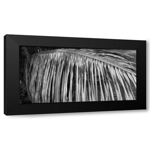 Palm Branch 2 Black Modern Wood Framed Art Print by Phillip, Jamie