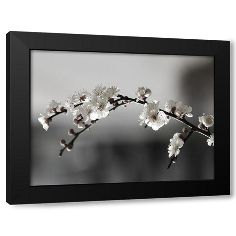 Soaked In Dew Black Modern Wood Framed Art Print with Double Matting by Phillip, Jamie