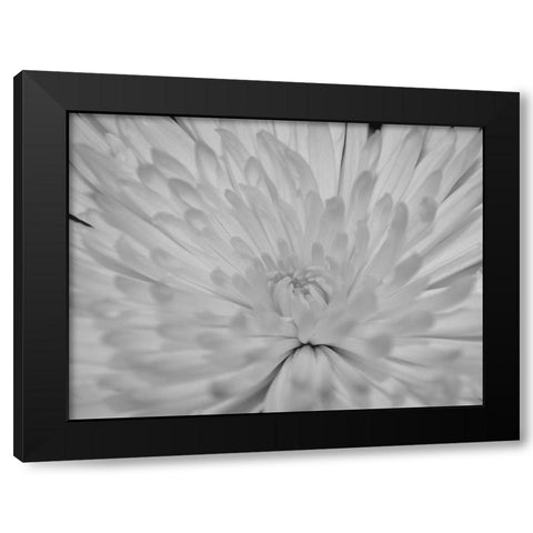 Angel White Flower Black Modern Wood Framed Art Print by Phillip, Jamie