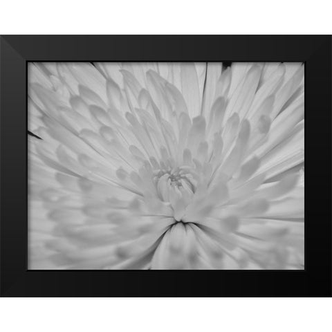 Angel White Flower Black Modern Wood Framed Art Print by Phillip, Jamie