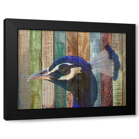 Peacock 2 Black Modern Wood Framed Art Print with Double Matting by Phillip, Jamie