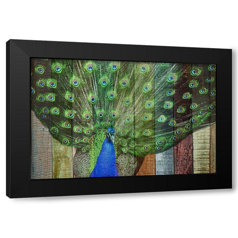 Peacock 3 Black Modern Wood Framed Art Print with Double Matting by Phillip, Jamie