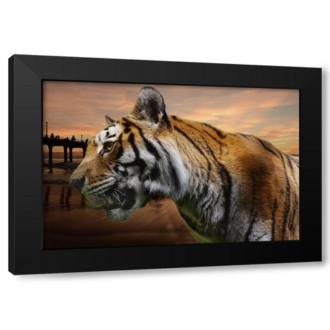 Tiger Bay Black Modern Wood Framed Art Print with Double Matting by Phillip, Jamie