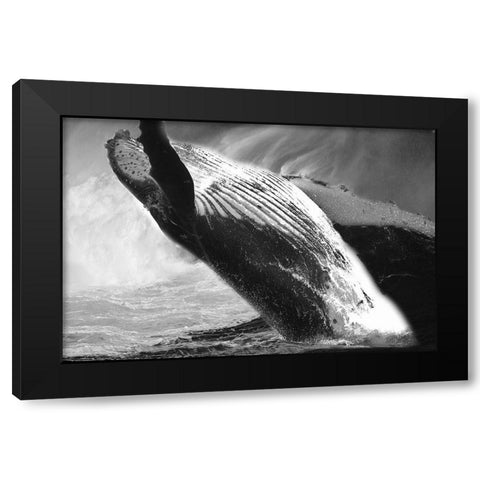 Black Whale Black Modern Wood Framed Art Print with Double Matting by Phillip, Jamie