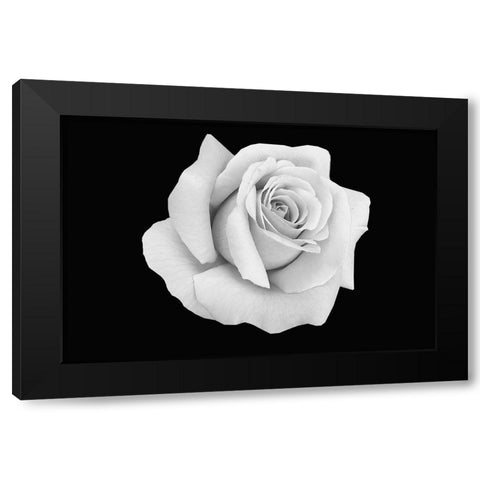 Rose Dust Black Modern Wood Framed Art Print with Double Matting by Phillip, Jamie
