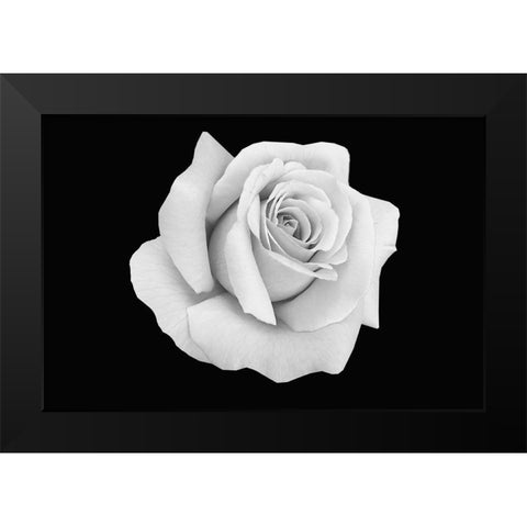 Rose Dust Black Modern Wood Framed Art Print by Phillip, Jamie