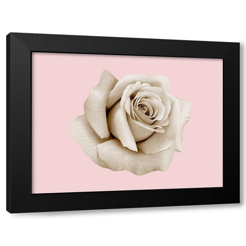 Rose Dust Black Modern Wood Framed Art Print by Phillip, Jamie