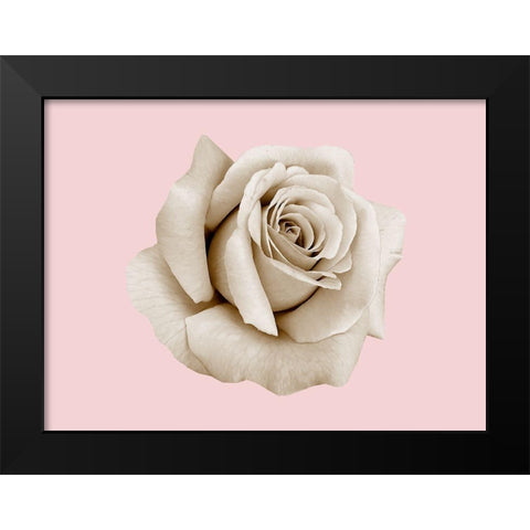 Rose Dust Black Modern Wood Framed Art Print by Phillip, Jamie