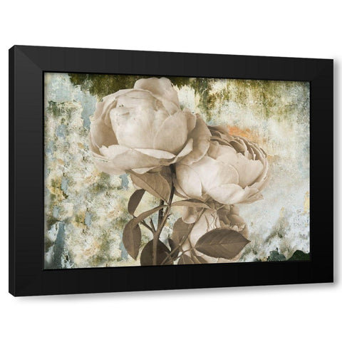 Old Rose Black Modern Wood Framed Art Print by Phillip, Jamie