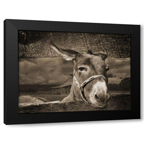 Donkey Black Modern Wood Framed Art Print with Double Matting by Phillip, Jamie