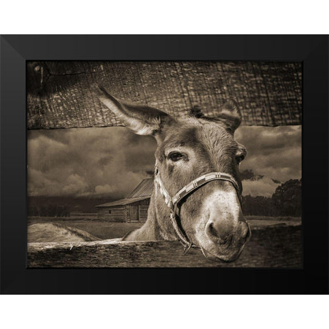 Donkey Black Modern Wood Framed Art Print by Phillip, Jamie