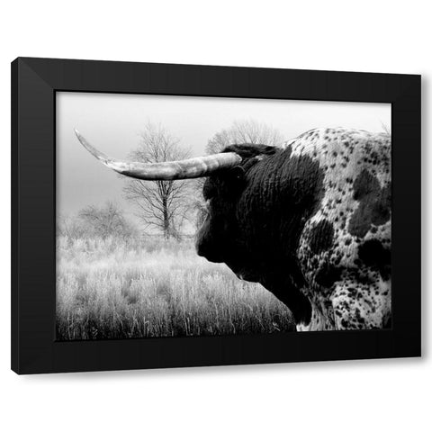 Bull On The Farm Black Modern Wood Framed Art Print with Double Matting by Phillip, Jamie