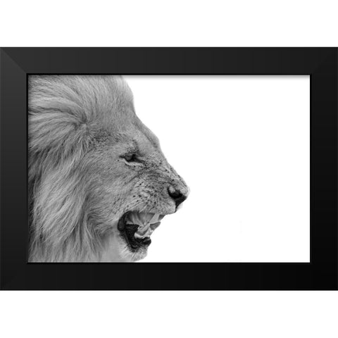 Lion Black Modern Wood Framed Art Print by Phillip, Jamie