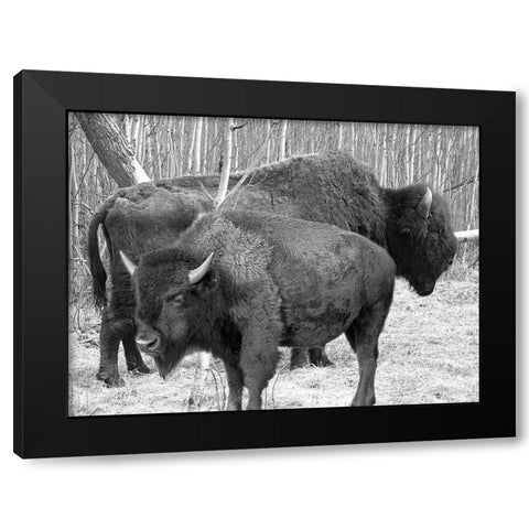 Bison Season Black Modern Wood Framed Art Print by Phillip, Jamie