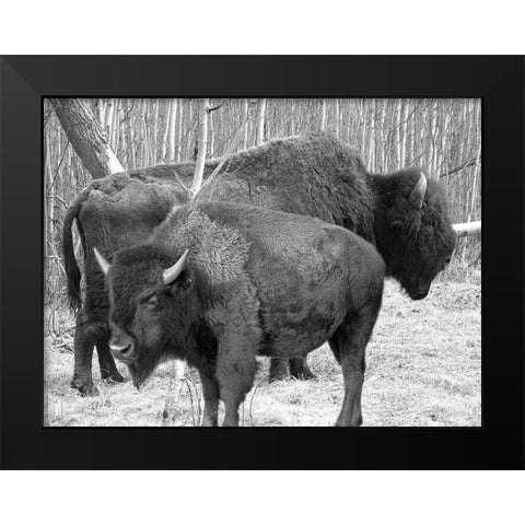 Bison Season Black Modern Wood Framed Art Print by Phillip, Jamie