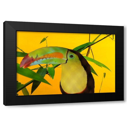 Toucan Yellow Black Modern Wood Framed Art Print by Phillip, Jamie