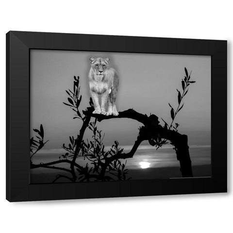 Lion In The Darkness Black Modern Wood Framed Art Print by Phillip, Jamie