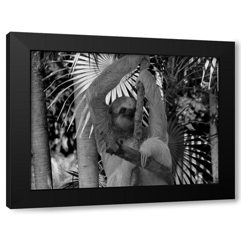 Lickity Sloth Black Modern Wood Framed Art Print by Phillip, Jamie