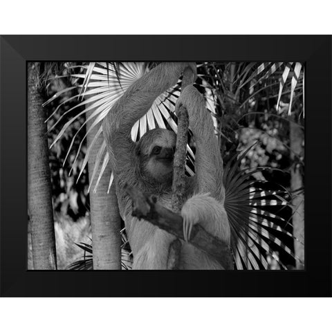 Lickity Sloth Black Modern Wood Framed Art Print by Phillip, Jamie