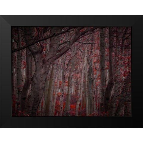 Fall Woods Black Modern Wood Framed Art Print by Phillip, Jamie