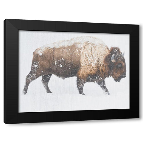 Winter Bison Black Modern Wood Framed Art Print with Double Matting by Phillip, Jamie