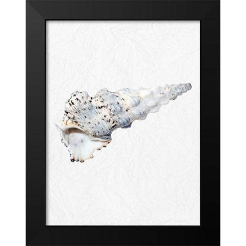 Special Shell 1 Black Modern Wood Framed Art Print by Phillip, Jamie