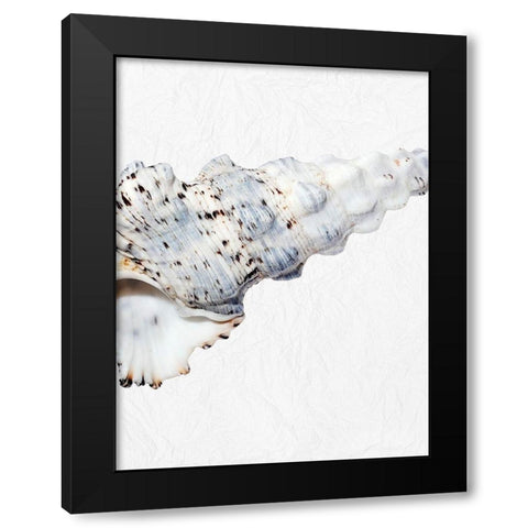 Special Shell 2 Black Modern Wood Framed Art Print with Double Matting by Phillip, Jamie