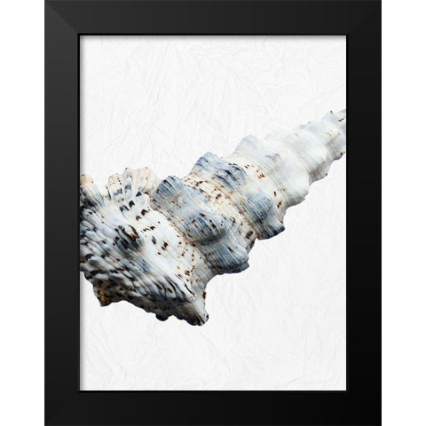 Special Shell 3 Black Modern Wood Framed Art Print by Phillip, Jamie