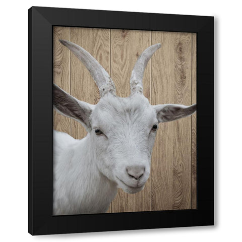 Goat Black Modern Wood Framed Art Print by Phillip, Jamie
