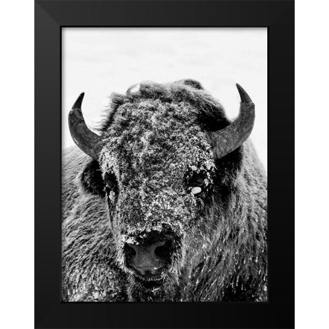 Snow Motion Black Modern Wood Framed Art Print by Phillip, Jamie