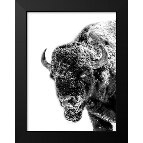 Snow Motion 2 Black Modern Wood Framed Art Print by Phillip, Jamie