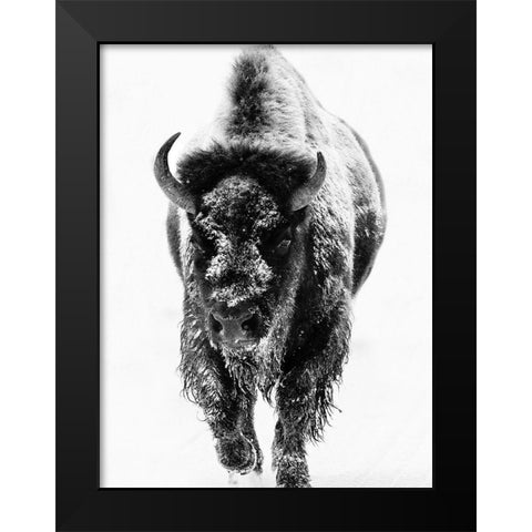Snow Motion 3 Black Modern Wood Framed Art Print by Phillip, Jamie