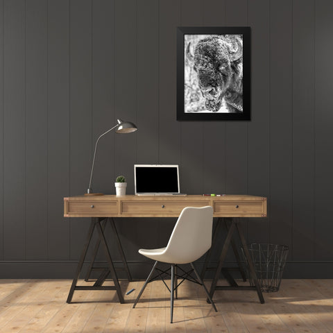 Snow Bison 2 Black Modern Wood Framed Art Print by Phillip, Jamie