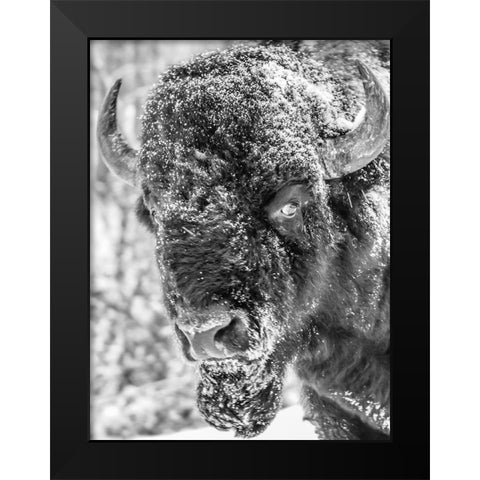 Snow Bison 2 Black Modern Wood Framed Art Print by Phillip, Jamie