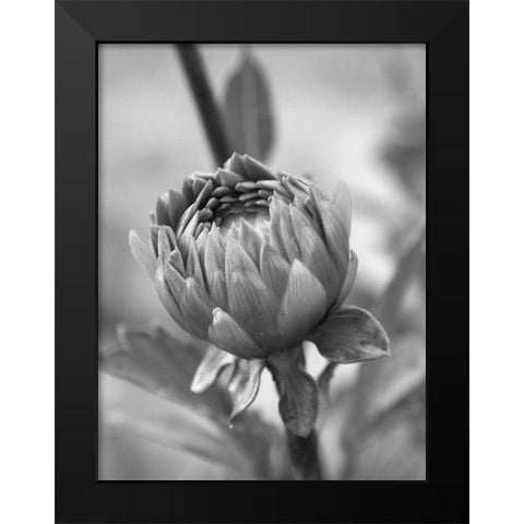 Rear View Black Modern Wood Framed Art Print by Phillip, Jamie